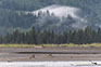 Bald Eagle Pair, Blackwater Wildlife Refuge