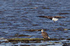 Bald Eagle Pair, Blackwater Wildlife Refuge