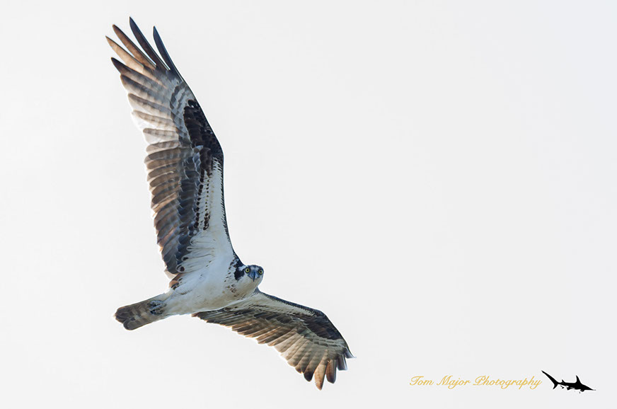 Osprey