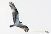 Osprey Spying on me, Blackwater Wildlife Refuge