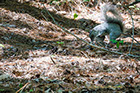 Delmarva Fox Squirrel, Blackwater Wildlife Refuge
