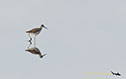 Greater Yellowlegs, Blackwater NWR