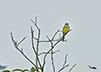 Bird along the Rio Negro River Brazil