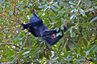 Hairy Spider Monkey, Rio Negro River Brazil