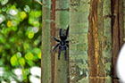 Pinktoe Tarantula along the Rio Negro River Brazil