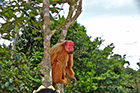Uakari or Red-faced Monkey along the Rio Negro River Brazil