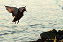 Parrots along the Rio Negro River Brazil