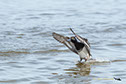 Parrots along the Rio Negro River Brazil