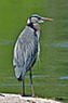 Great Blue Heron, Maryland