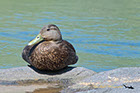 American Black Duck