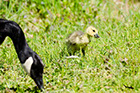 Canadian Goose Chick
