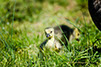 Canadian Goose Chick