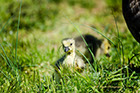 Canadian Goose Chick, Great Falls Maryland