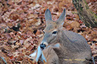 Whitetail Deer Doe, Shenandoah National Park