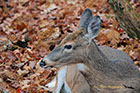 Whitetail Deer Doe, Shenandoah National Park