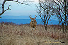 Whitetail Deer Buck, Shenandoah National Park