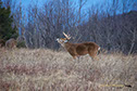 Whitetail Deer Buck