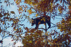 Black Bear feeding, Shenandoah National Park