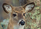 Sunrise through the eyes of a doe, Shenandoah National Park