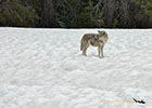 Coyote on snow pack Yellowstone National Park