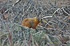 Yellow-bellied Marmot, Yellowstone National Park