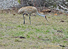 Sandhill Crane, Yellowstone National Park