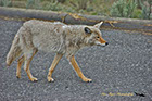 Coyote moving in traffic, Yellowstone National Park