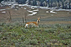 Pronghorn, Yellowstone National Park