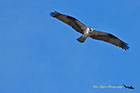 Osprey cruising, Jackson Hole Wyoming