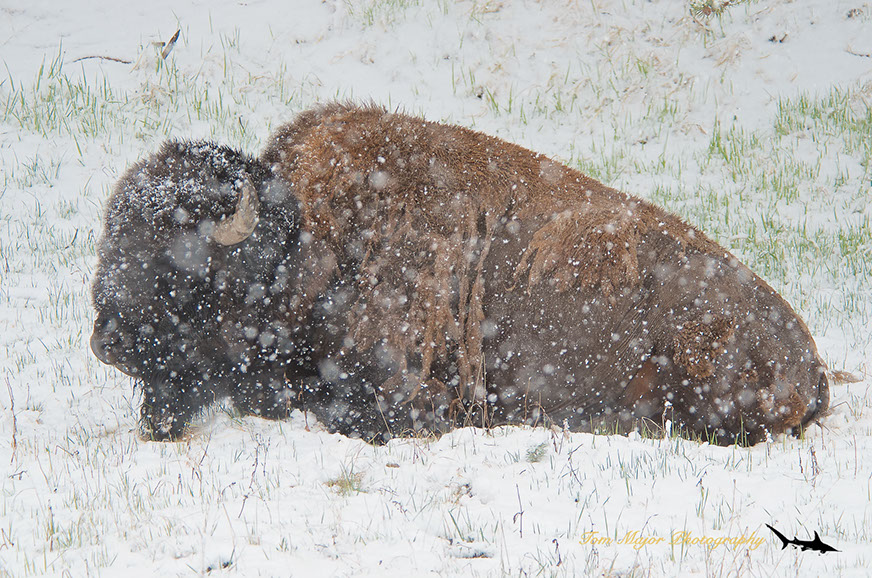 bison in snow