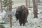 Bisons can't read signs, Yellowstone National Park