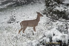 Whitetail Deer Buck, Yellowstone National Park