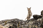 Coyote on guard at Yellowstone National Park