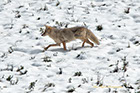 Coyote moving through a snowy field, Yellowstone National Park
