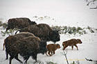Bison Herd on the move, Yellowstone National Park