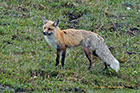 Red Fox hating the weather, Yellowstone National Park