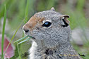 Squirrel Yellowstone National Park