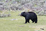 Black Bear, Yellowstone