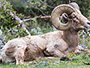 Bighorn Sheep Ram