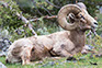 Ram-Big horn Sheep, Yellowstone National Park