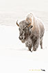 Bison, Yellowstone National Park