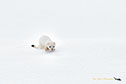 Long-tailed Weasel, Yellowstone National Park